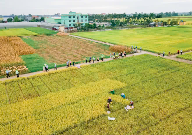 gạo sông vàng