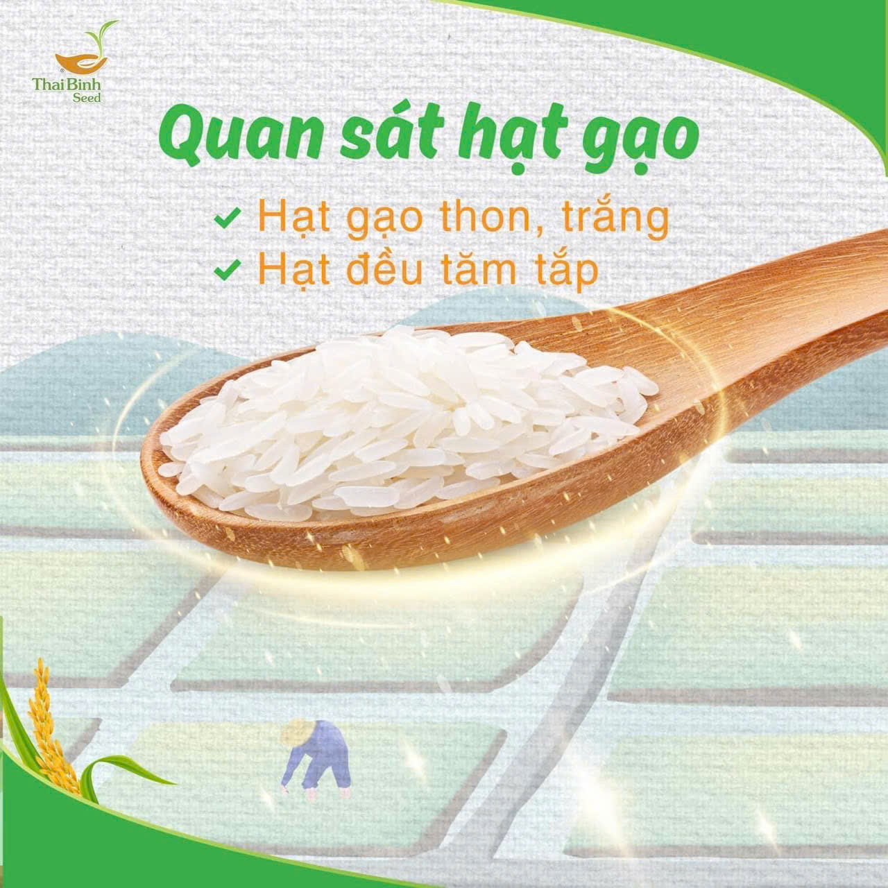 Cách Chọn Gạo Sạch
