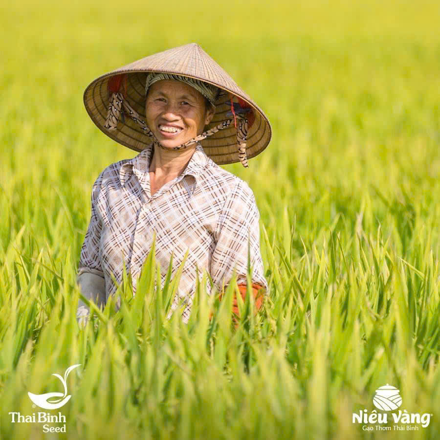 gạo tám thơm,