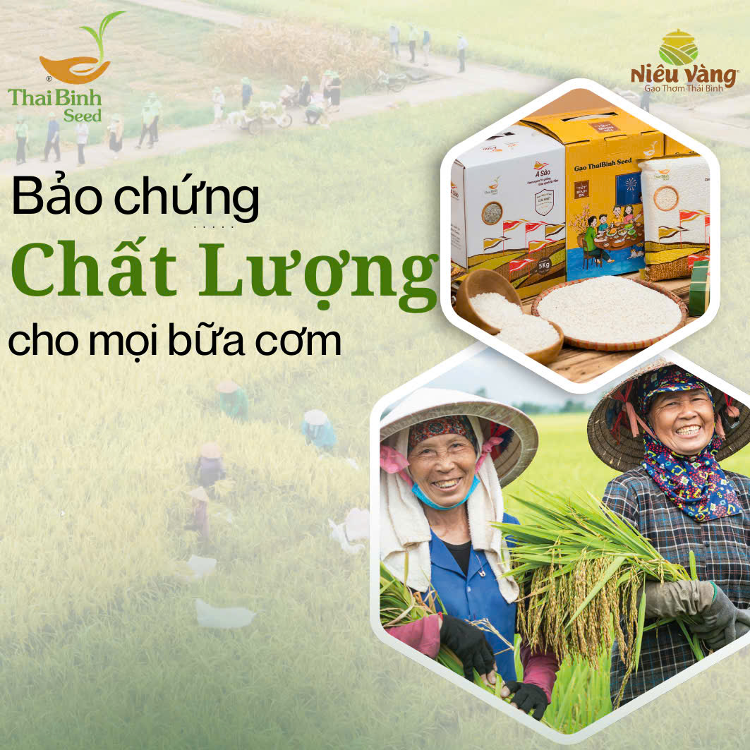 Gạo Sạch ThaiBinh Seed