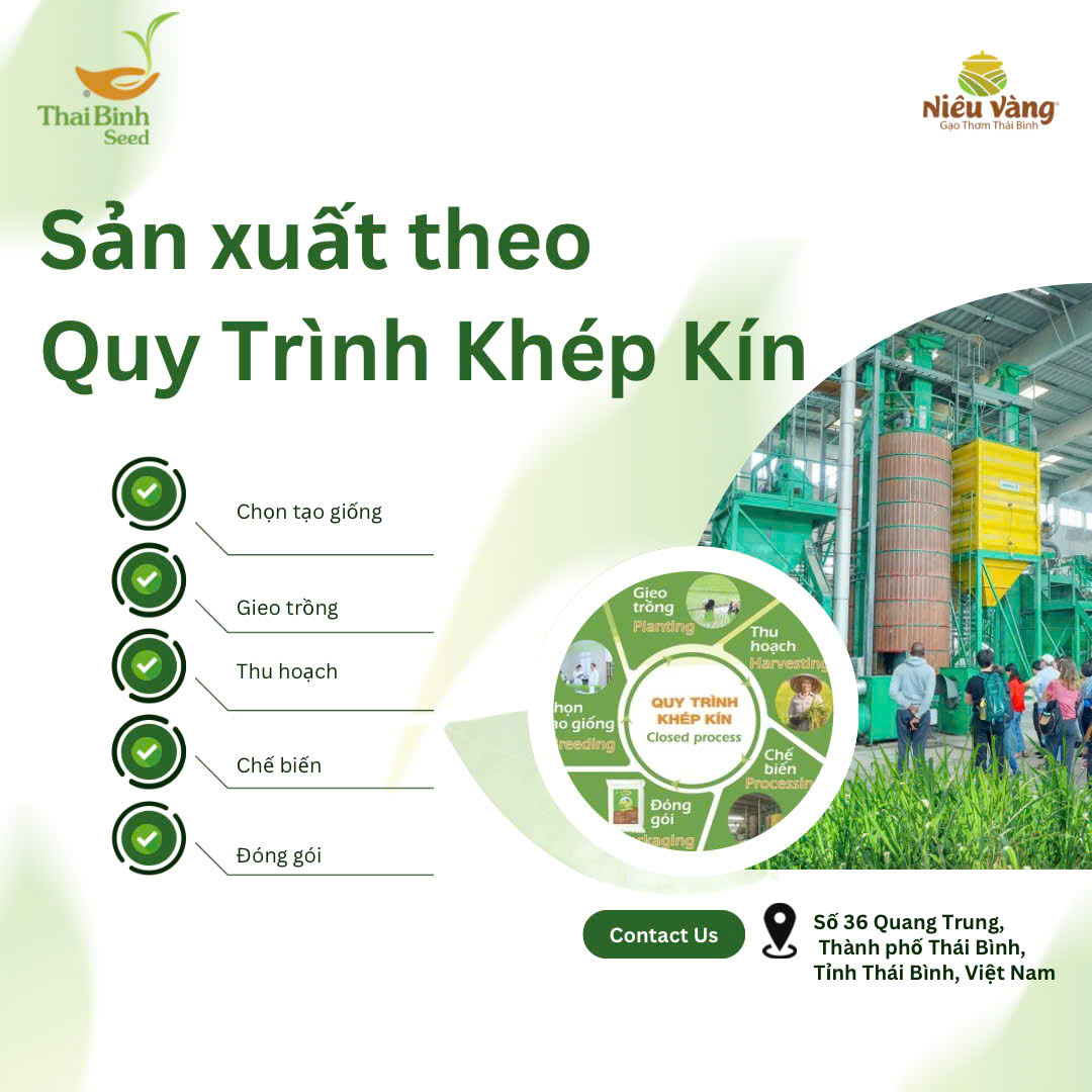 Gạo Sạch ThaiBinh Seed